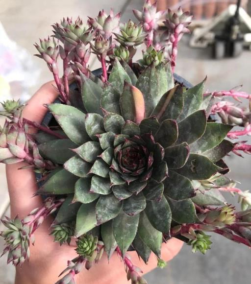 教你室內植物繁殖的幾種不同技巧，觀葉、觀花植物和多肉都能繁殖