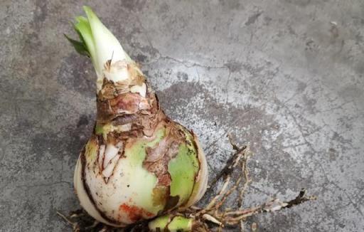 養花技巧：這花不是一次性，開完養葉子，來年再爆花