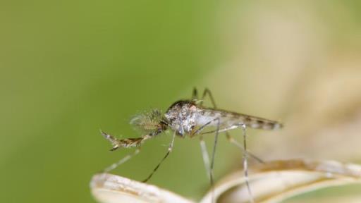 天熱就養5種「草」，皮實又驅蚊，再也不怕蚊子咬