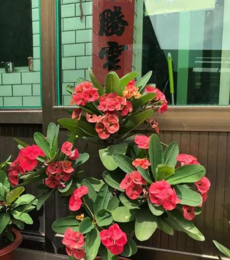 4種花，人稱「勞模」，花期超長，開花勤，養一盆四季看花