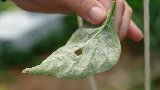 室內各種盆栽植物都會感染白粉病，四季都會爆發，要怎麼防治？