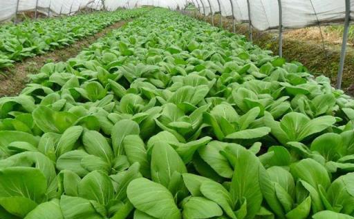 呋蟲胺，高效防治作物蚜蟲、飛蝨與薊馬的內吸劑
