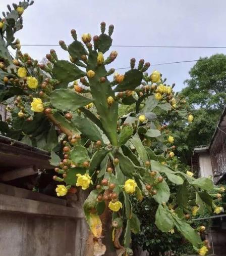 3種「醜花」，長得不怎麼樣，卻能旺運鎮宅，關鍵還好養