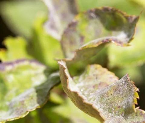 室內各種盆栽植物都會感染白粉病，四季都會爆發，要怎麼防治？