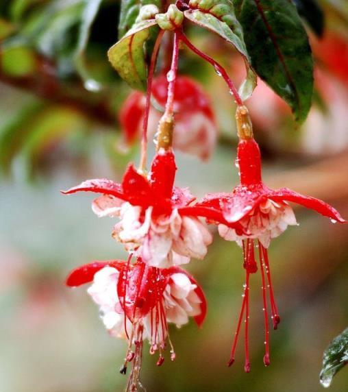 6種花怕淋雨，下雨趕緊搬屋裡，不然都成「落湯雞」，花期少一半