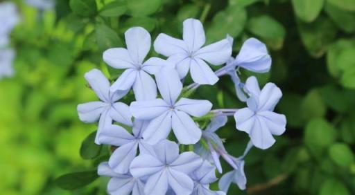 六月家裡養這「四種花」，顏值高、愛爆盆，愛花的人都說好