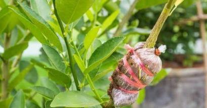 教你室內植物繁殖的幾種不同技巧，觀葉、觀花植物和多肉都能繁殖