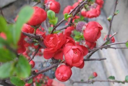 3種「幸福花」，寓意幸福美滿，福運財運旺，新的一年幸福滿滿