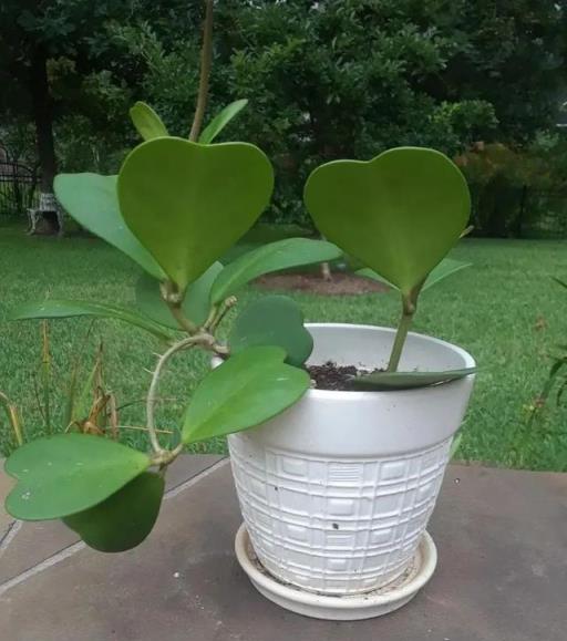 養兩三年的球蘭想要確保開花，這幾個關鍵點做好，以後能花開不斷