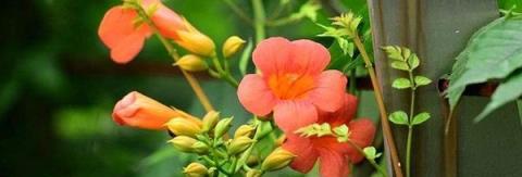 凌霄花如何繁殖，如何移植