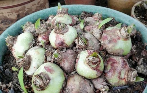 養花技巧：這花不是一次性，開完養葉子，來年再爆花