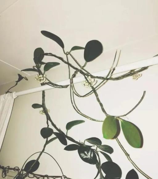 養兩三年的球蘭想要確保開花，這幾個關鍵點做好，以後能花開不斷