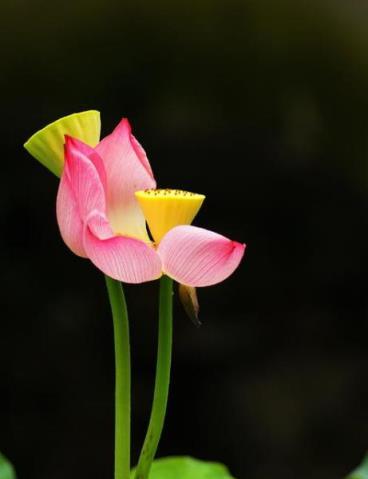 「詩詞鑑賞」12首荷花詩詞，讓荷花的詩意，帶來夏日的清涼