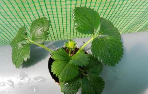 教你室內植物繁殖的幾種不同技巧，觀葉、觀花植物和多肉都能繁殖