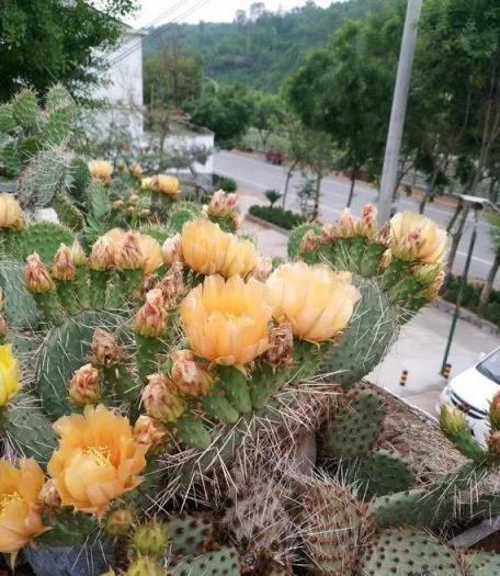 3種「醜花」，長得不怎麼樣，卻能旺運鎮宅，關鍵還好養