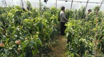 呋蟲胺，高效防治作物蚜蟲、飛蝨與薊馬的內吸劑