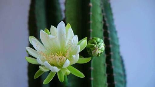 五種鎮宅花卉推薦，居家養護指南