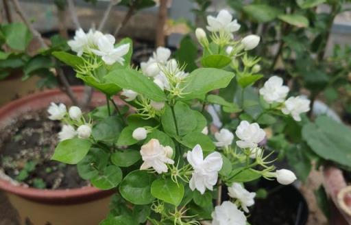 茉莉花這麼養，枝葉繁茂四季綠，花開爆盆，滿屋飄香