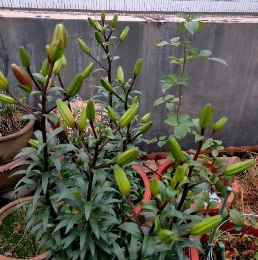 養花技巧：這花不是一次性，開完養葉子，來年再爆花