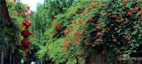 兩棵「凌霄花」，長了20年，花一開，驚豔整個夏天！似梁祝再現