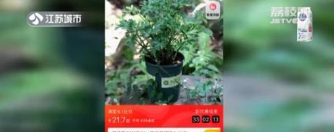 驅蚊植物真的有效果嗎？專家提醒：這類人群使用一定要小心