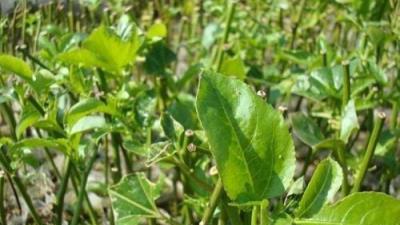 種植西番蓮高產技術，加強種植管理技巧，幫助農民提高產量