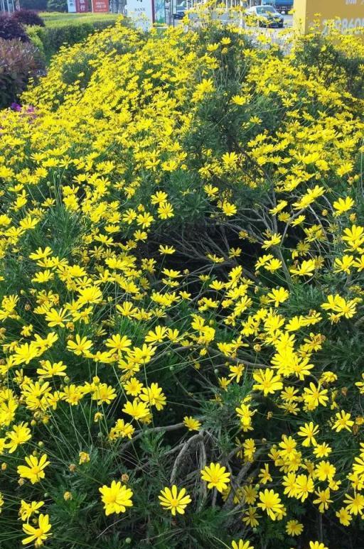 4種花不怕熱，夏天也能開成花海，現在可以養一盆