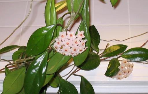 養兩三年的球蘭想要確保開花，這幾個關鍵點做好，以後能花開不斷