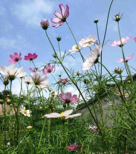 4種花不怕熱，夏天也能開成花海，現在可以養一盆