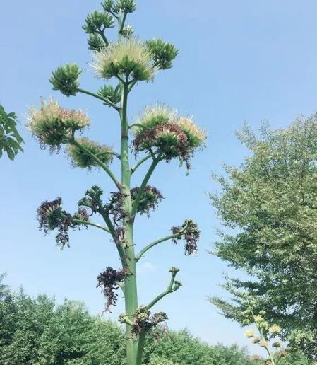 3種「醜花」，長得不怎麼樣，卻能旺運鎮宅，關鍵還好養