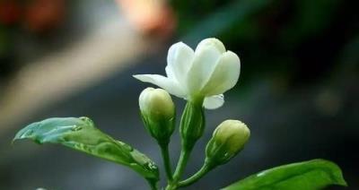 夏天做好這3點，茉莉開花多花香重，家裡滿滿的茉莉香