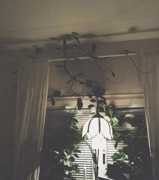 養兩三年的球蘭想要確保開花，這幾個關鍵點做好，以後能花開不斷
