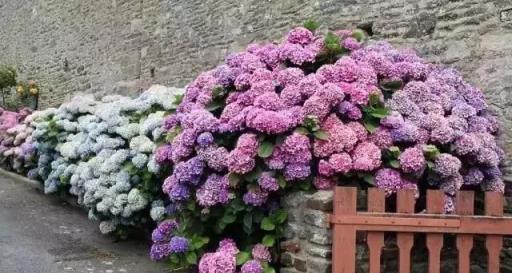 李大爺在家養3種花，陽臺似「花海」！一年開花300多天，真好看