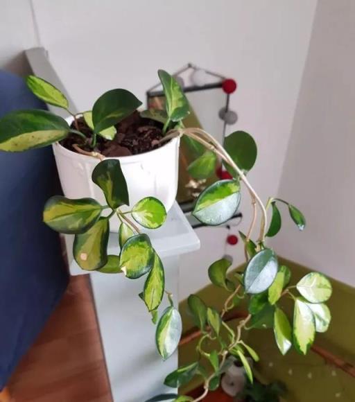 養兩三年的球蘭想要確保開花，這幾個關鍵點做好，以後能花開不斷