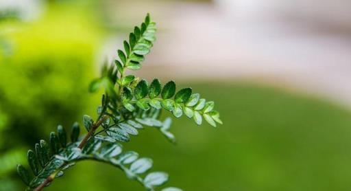 這幾種花自帶香氣，放在家裡散出香味，不膩沁人心脾