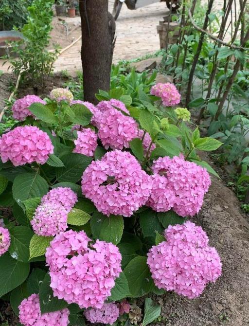 夏天喜歡淋雨的6種花，狂風暴雨中，雨越大，開花越多