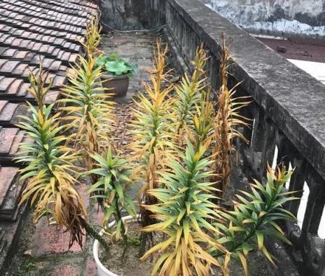 養花技巧：這花不是一次性，開完養葉子，來年再爆花