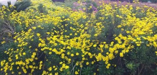 4種花不怕熱，夏天也能開成花海，現在可以養一盆