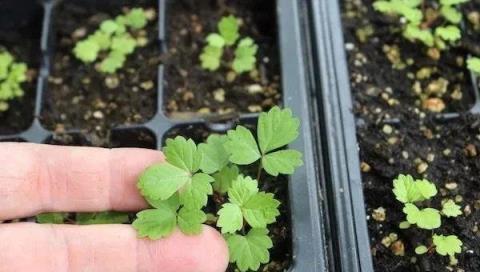 教你室內植物繁殖的幾種不同技巧，觀葉、觀花植物和多肉都能繁殖