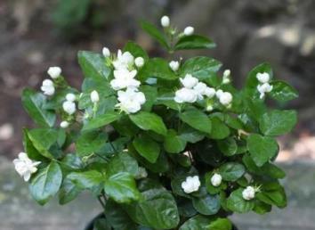 4種花越剪越旺，一定要「捨得」，花苞一茬接一茬，花多到爆盆