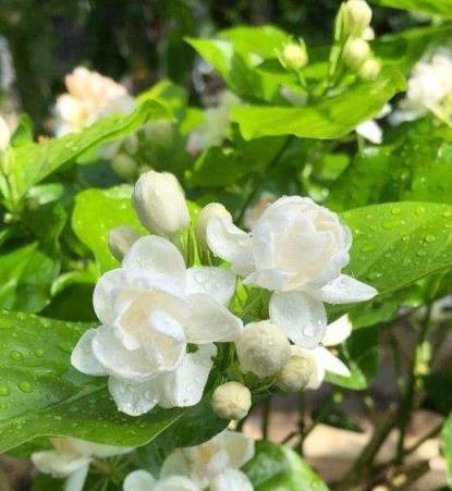 茉莉花黃葉，2種肥水澆一澆，7天綠回來，枝繁葉茂滿花苞