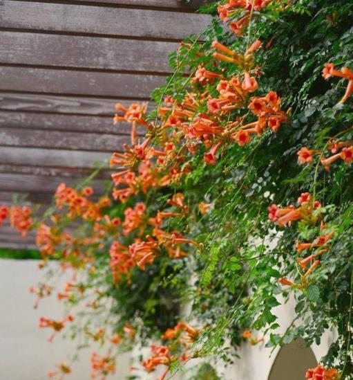 兩棵「凌霄花」，長了20年，花一開，驚豔整個夏天！似梁祝再現