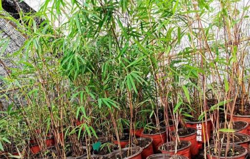 養竹必備\《紅箭竹養植寶典》-imomo植物識別