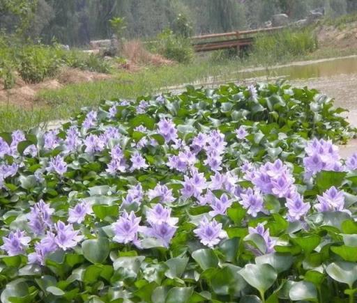 8種花草真好看，卻被列為「入侵植物」，花友們要當心