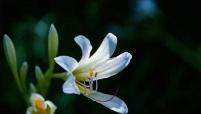 玉簪——花園中陰生植物之王，典雅高貴，夏天看了竟覺得涼快