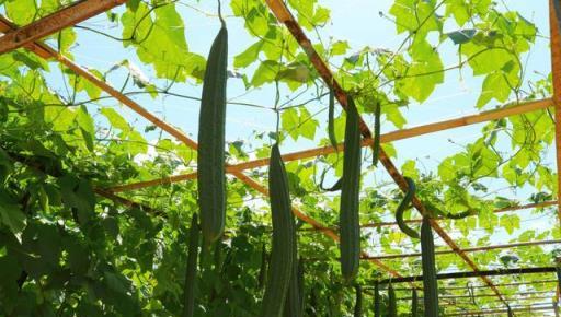 樓頂養花好？3點不注意，空中花園變「空中危樓」