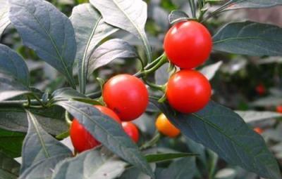 家裡養盆「小紅果」，枝枝丫丫果滿果，紅彤彤圓溜溜，一摘一大盆