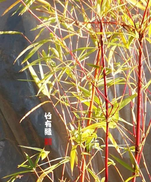 養竹必備\《紅箭竹養植寶典》-imomo植物識別