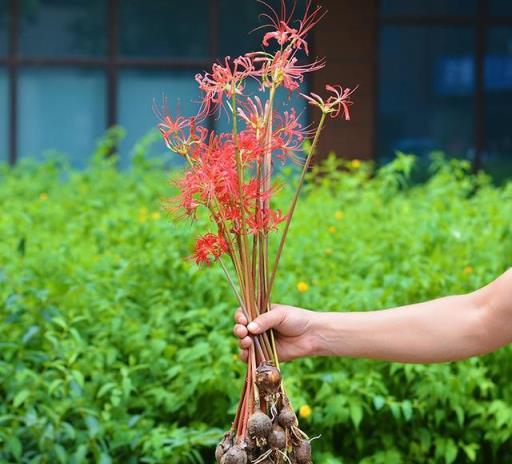 盤點38種有毒的常見花卉，很多還是家裡常養的綠植，想養要小心了