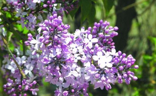 家養盆栽「丁香花」，掌握修剪技巧後，新手也不用擔心後期生長